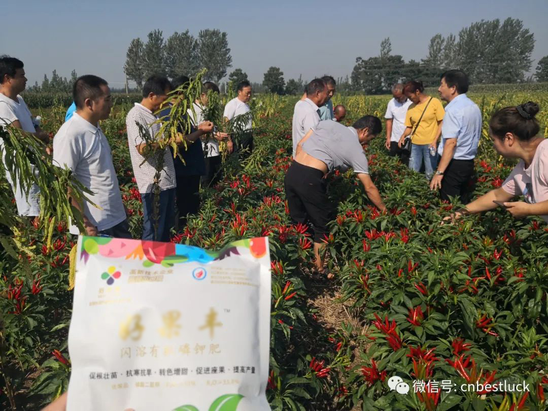 好果豐在辣椒上轉(zhuǎn)色及產(chǎn)量提高效果明顯